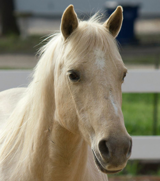 Legendary Horses - Open My World